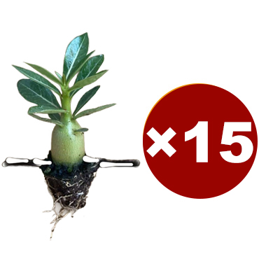 【Mit Wasser gedeiht es 100 Jahre】Wüstenrosen-Zwiebelblume