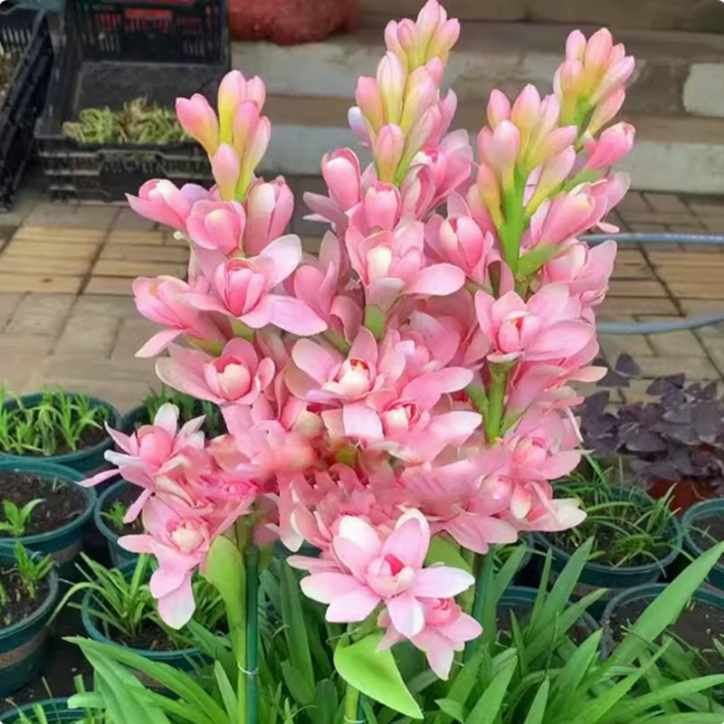 【Duft verbreitet sich weit】Tuberose-Zwiebelblume