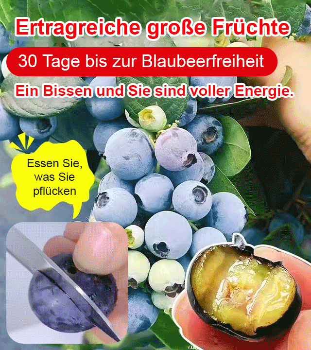 【Wo es Erde gibt, gibt es auch Früchte.】Heidelbeere Obstbaum Sämling