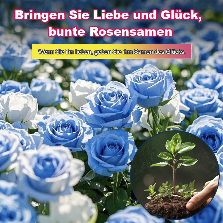[Bringt Liebe und Glück] Bunte Rosensamen