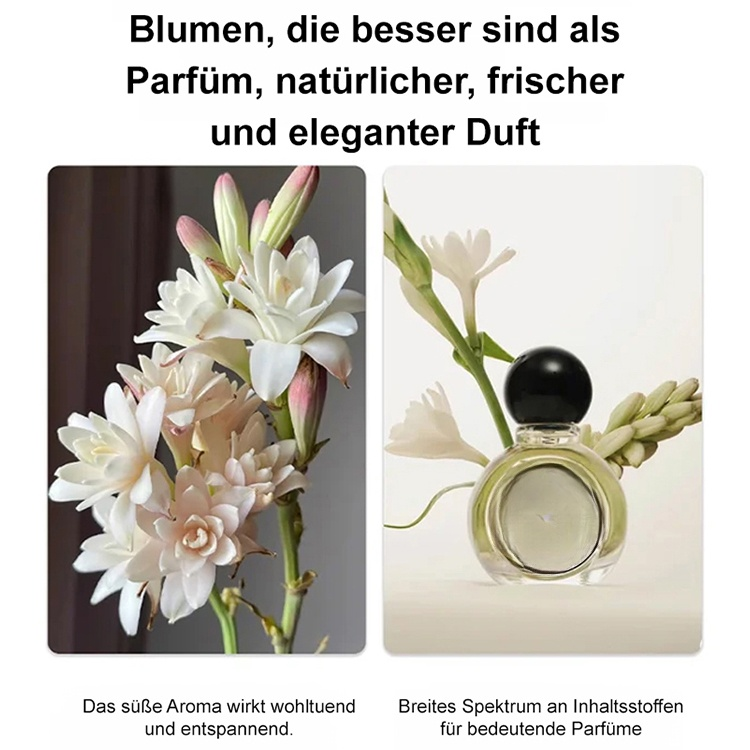 【Duft verbreitet sich weit】Tuberose-Zwiebelblume