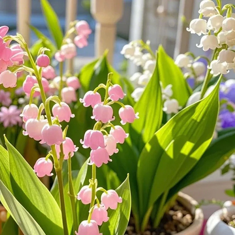 【2 Farben zur Auswahl】Ganzjährig explodierende Blumenduftglockenknospen