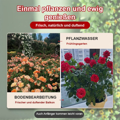 [Bringt Liebe und Glück] Bunte Rosensamen