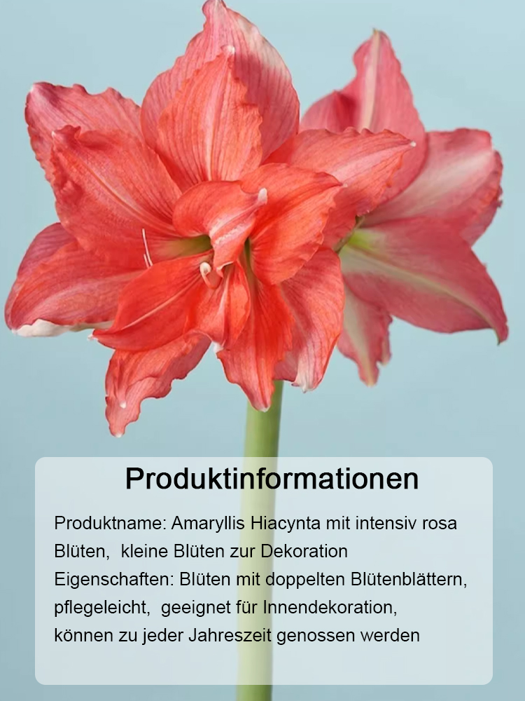 Stark aromatische, ganzjährig blühende Amarylliszwiebeln