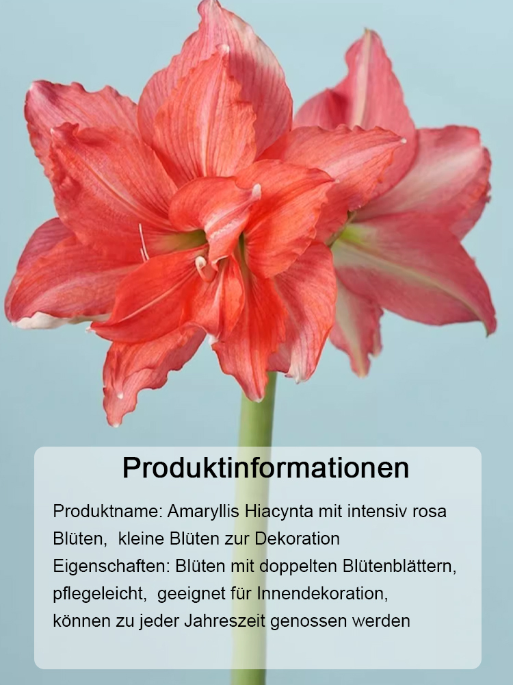 Stark aromatische, ganzjährig blühende Amarylliszwiebeln