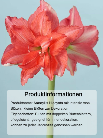Stark aromatische, ganzjährig blühende Amarylliszwiebeln