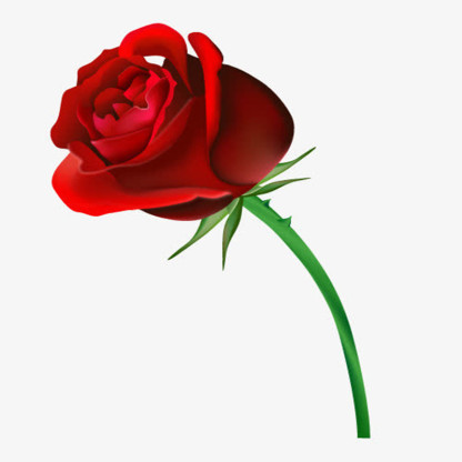 [Bringt Liebe und Glück] Bunte Rosensamen