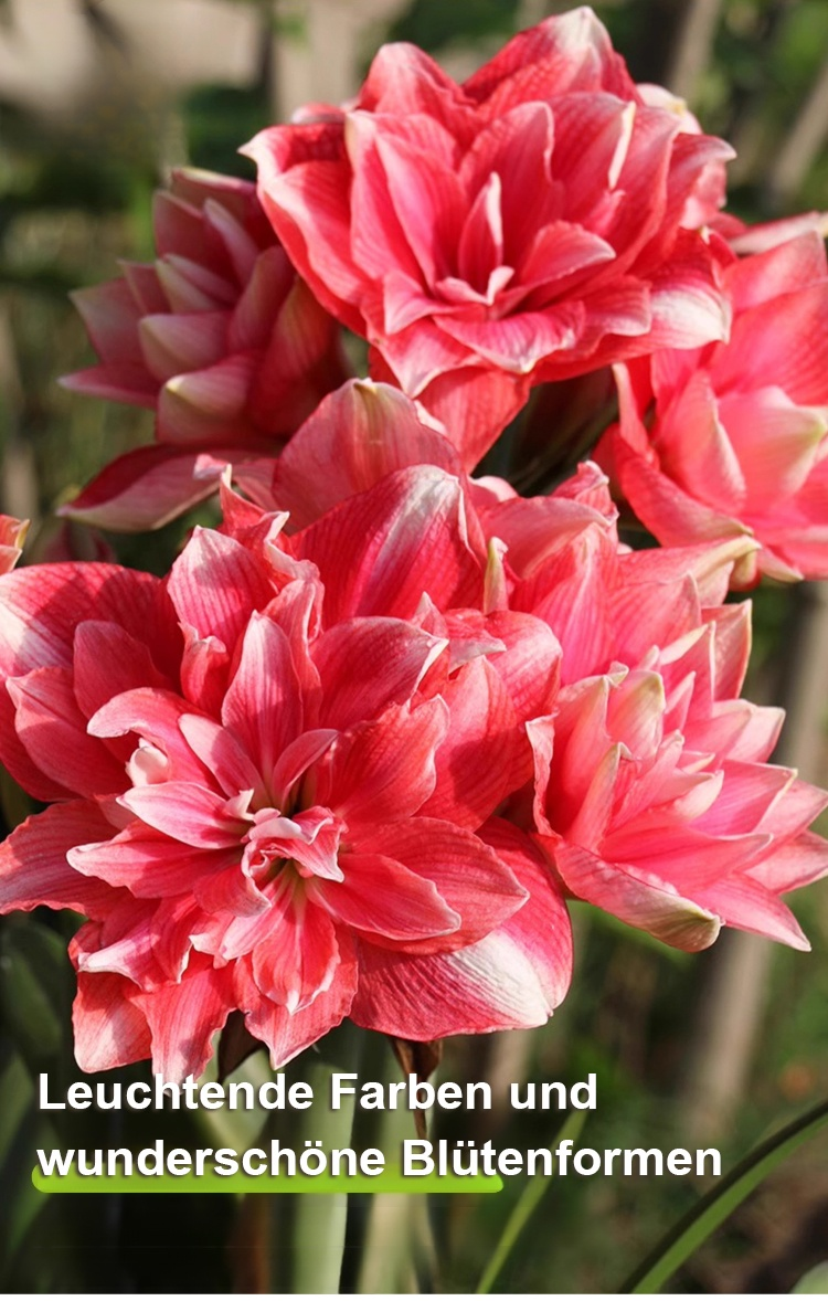 翻译件-JS-浓香型四季开花朱顶红种球-1263668-系统_04.jpg