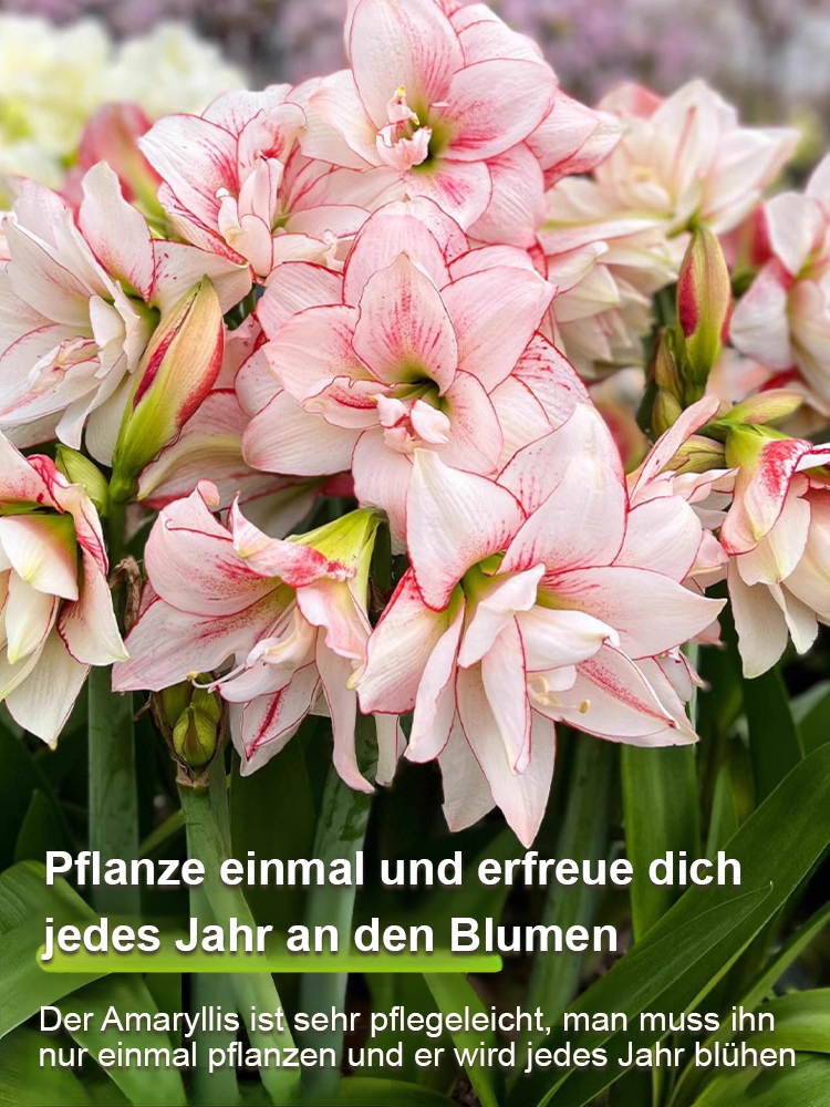 Stark aromatische, ganzjährig blühende Amarylliszwiebeln