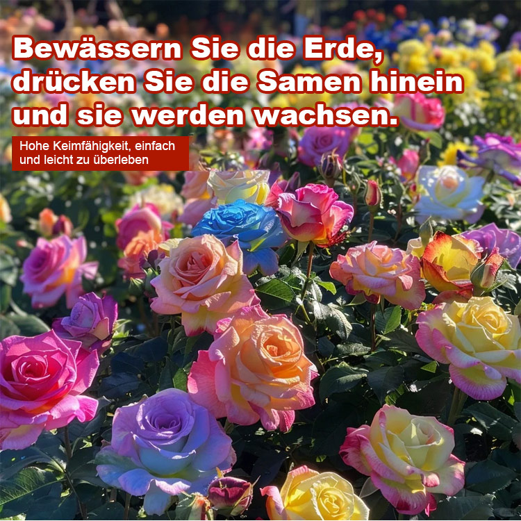 [Bringt Liebe und Glück] Bunte Rosensamen