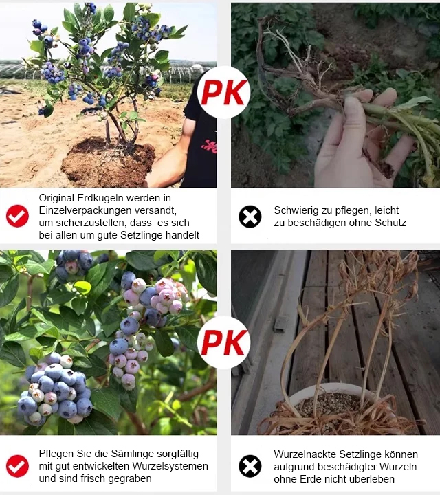 【Wo es Erde gibt, gibt es auch Früchte.】Heidelbeere Obstbaum Sämling