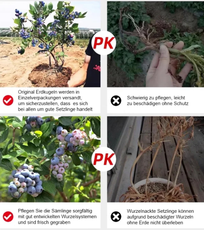 【Wo es Erde gibt, gibt es auch Früchte.】Heidelbeere Obstbaum Sämling