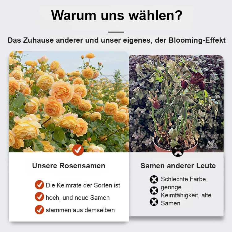 [Bringt Liebe und Glück] Bunte Rosensamen