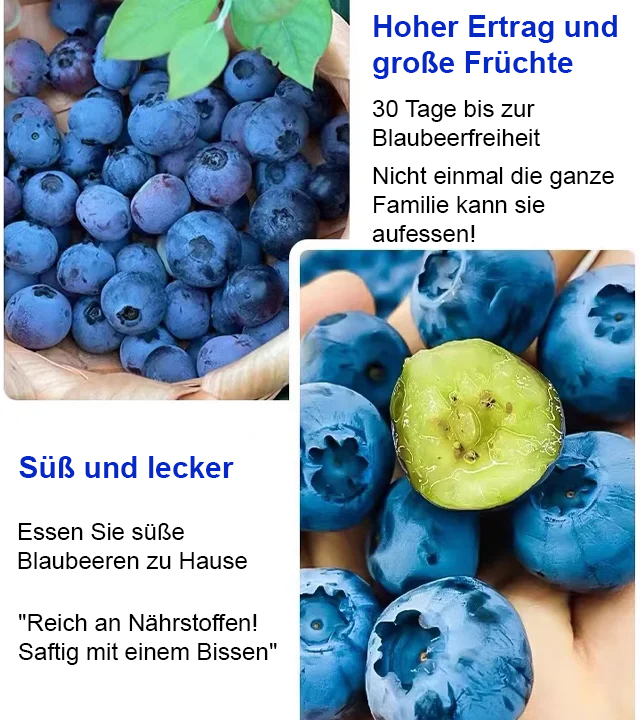【Wo es Erde gibt, gibt es auch Früchte.】Heidelbeere Obstbaum Sämling