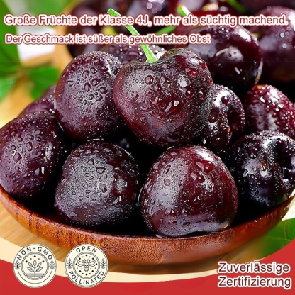 Importierte chilenische Chelsea-Samen