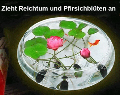 【Transport und Reichtum】Beobachten Sie die im Wasser wachsenden Muscheln