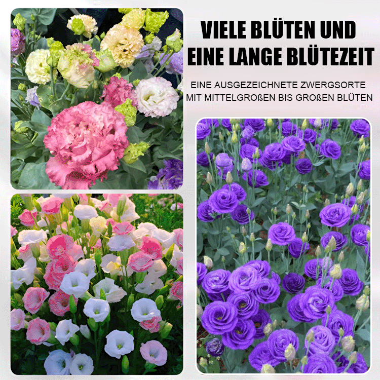 Premium-Lisianthus-Samen