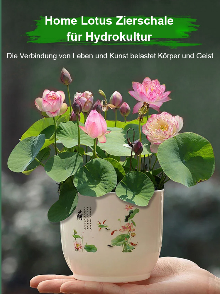 【Transport und Reichtum】Beobachten Sie die im Wasser wachsenden Muscheln