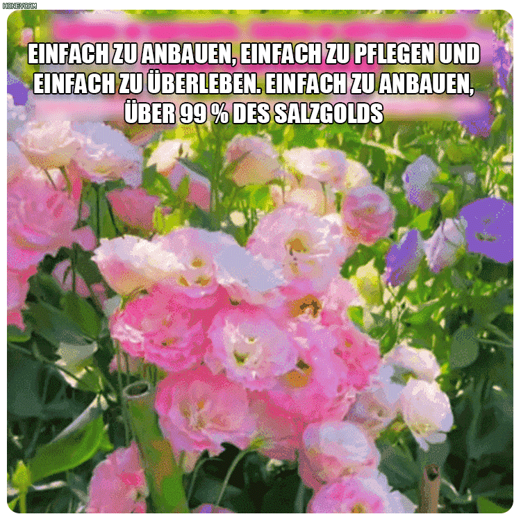 Premium-Lisianthus-Samen