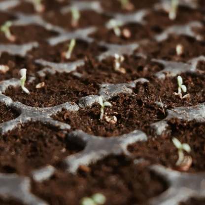 Last Day Sale 60% OFF✨ -Premium Organic Coconut Coir Bricks for Plants