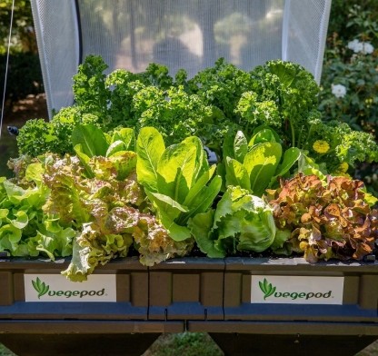QVC Clearance, Buy 2 Get 2  Free💝Vegepod Self Watering Raised Garden Bed with Cover