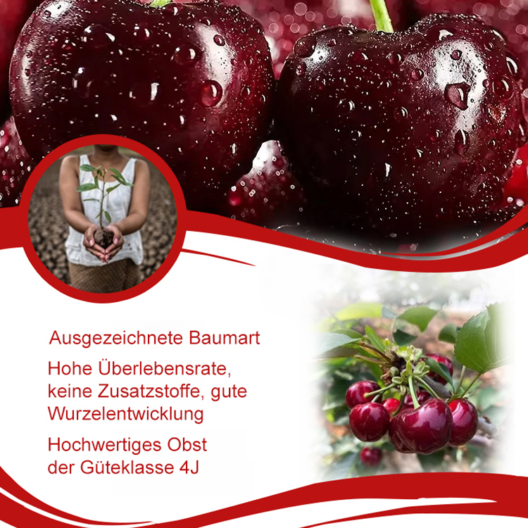 Importierte chilenische Chelsea-Samen