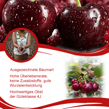 Importierte chilenische Chelsea-Samen