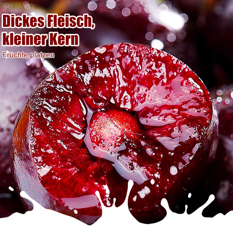 Importierte chilenische Chelsea-Samen