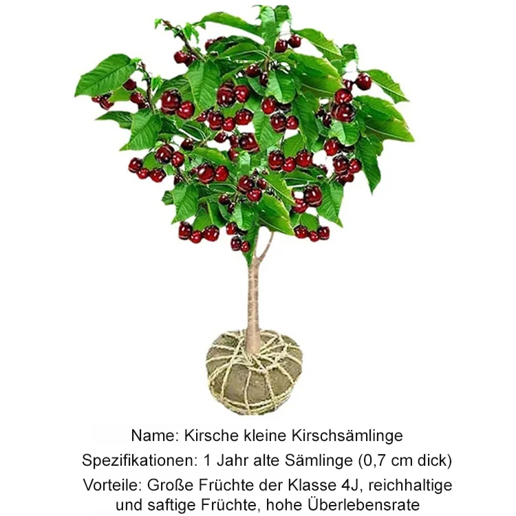 Importierte chilenische Chelsea-Samen