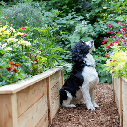 Natural Cedar Raised Garden Beds -  Free Trim Pack