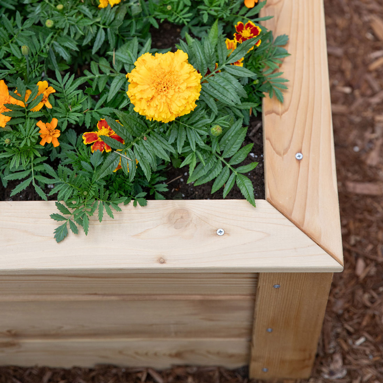 Natural Cedar Raised Garden Beds -  Free Trim Pack