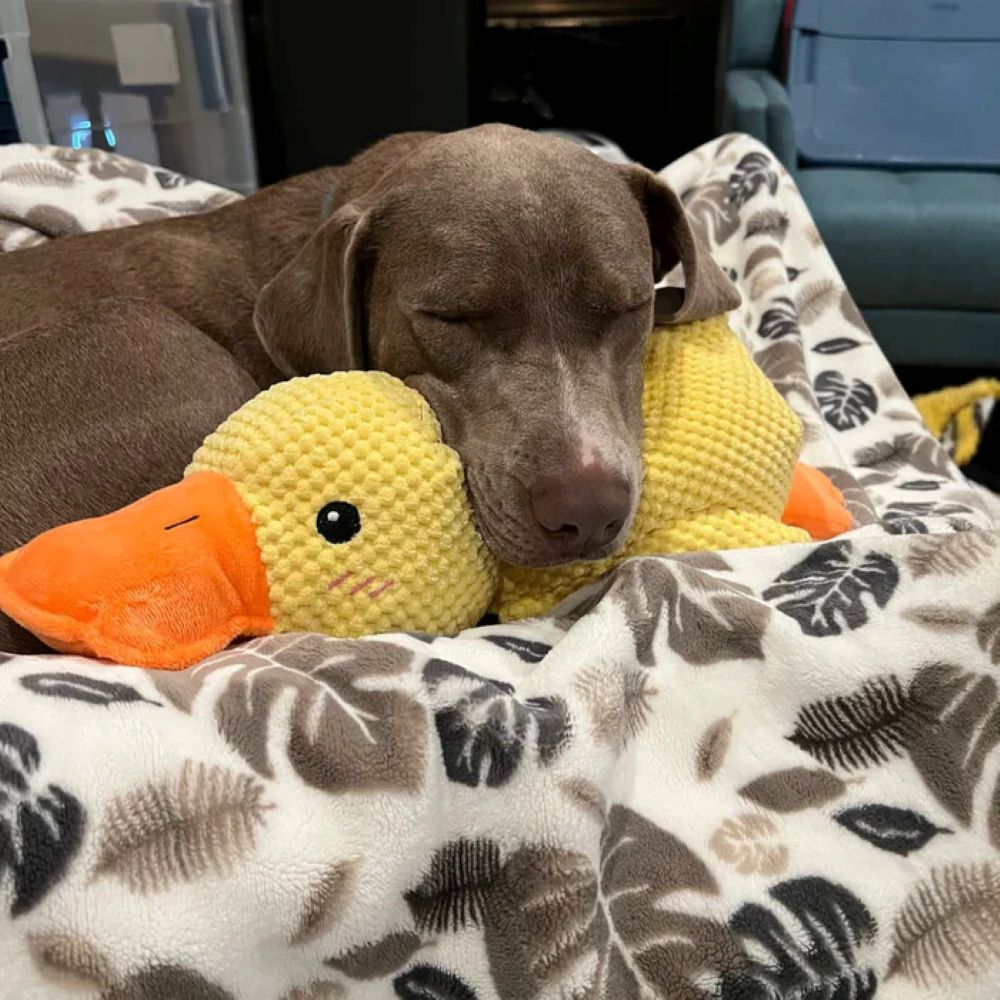 Calming Duck Plush Toy For Dogs – Anxiety Relief & Comfort Toy