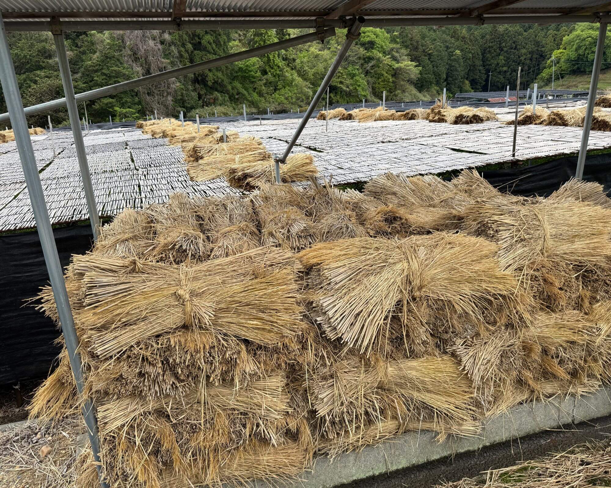 straw shading for matcha