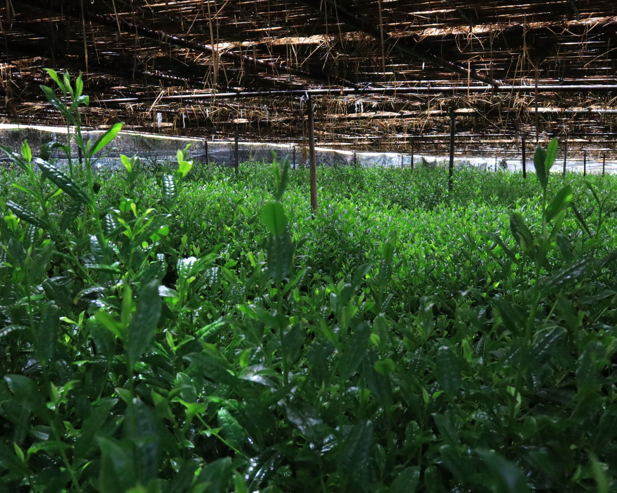 tencha growing under straw shade for matcha