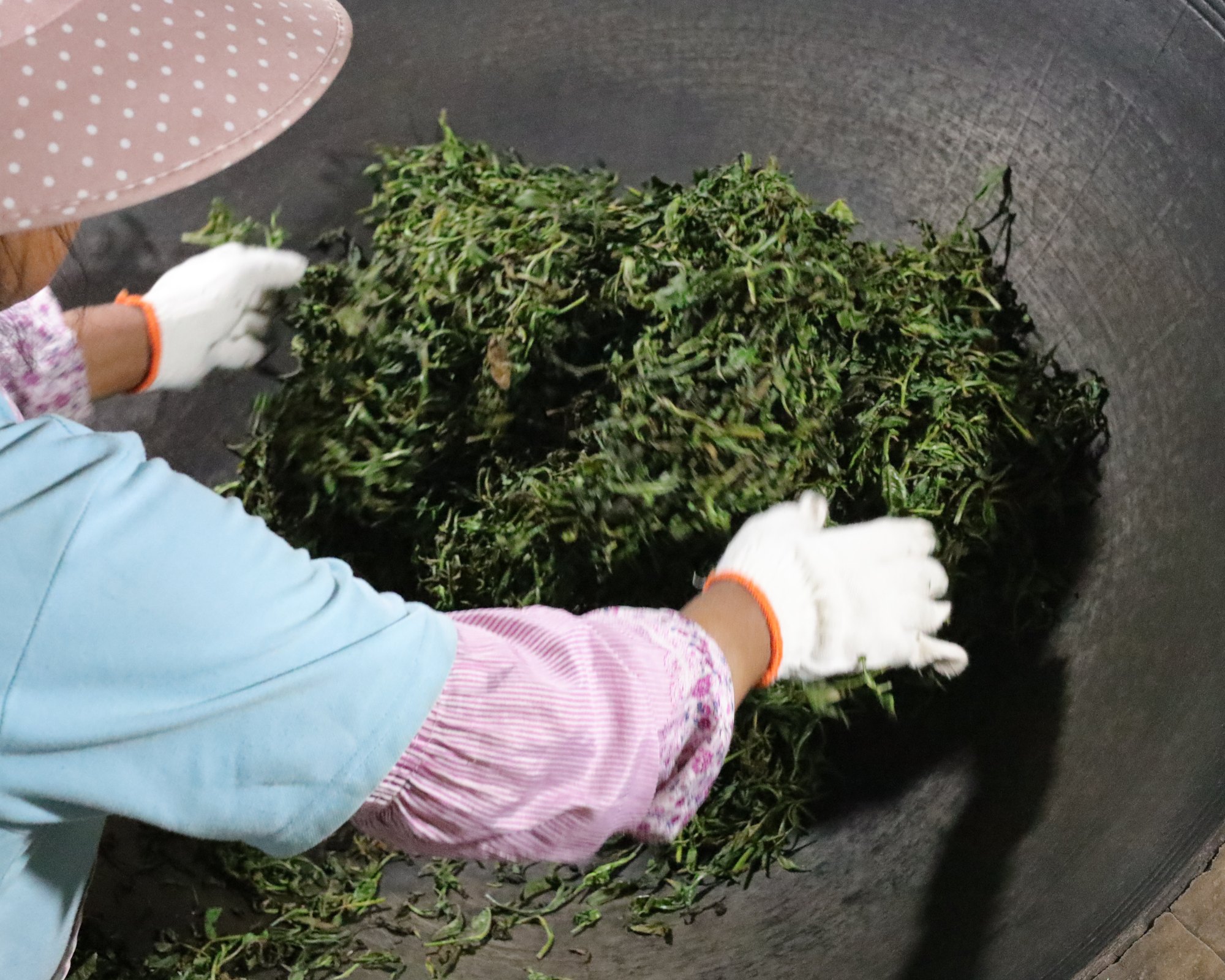Chinese green tea being pan fired