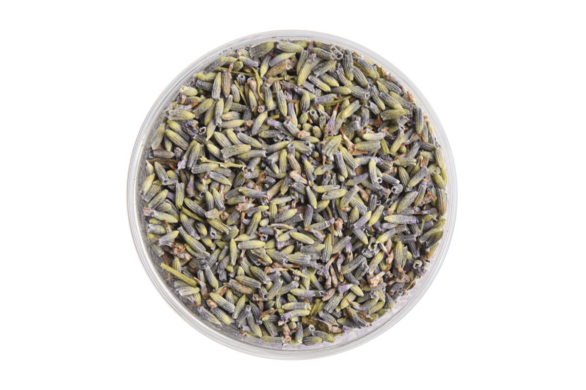 French Lavender Blossoms