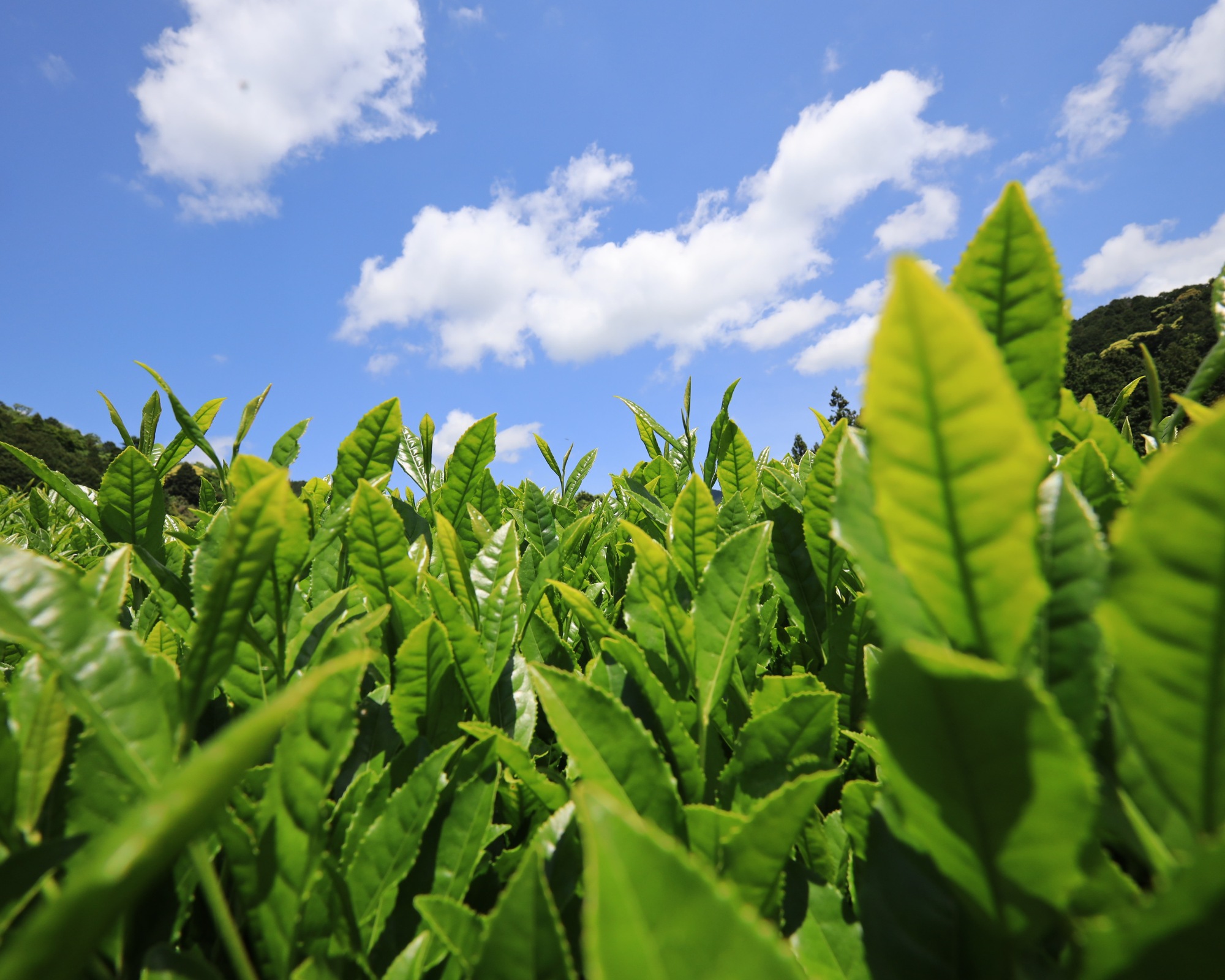 Green tea sencha growing in Fuji foothills