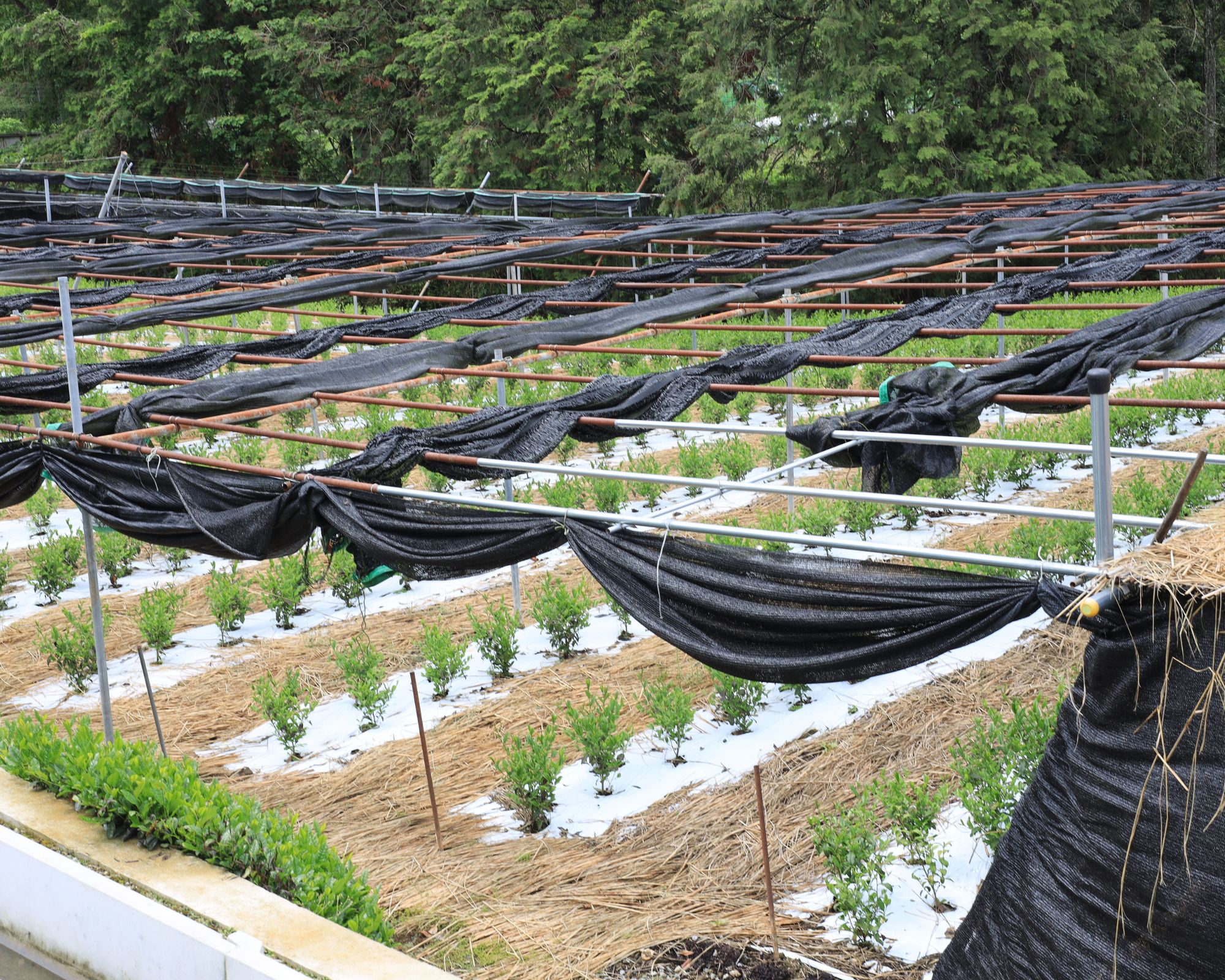 new tencha plants going in for matcha production