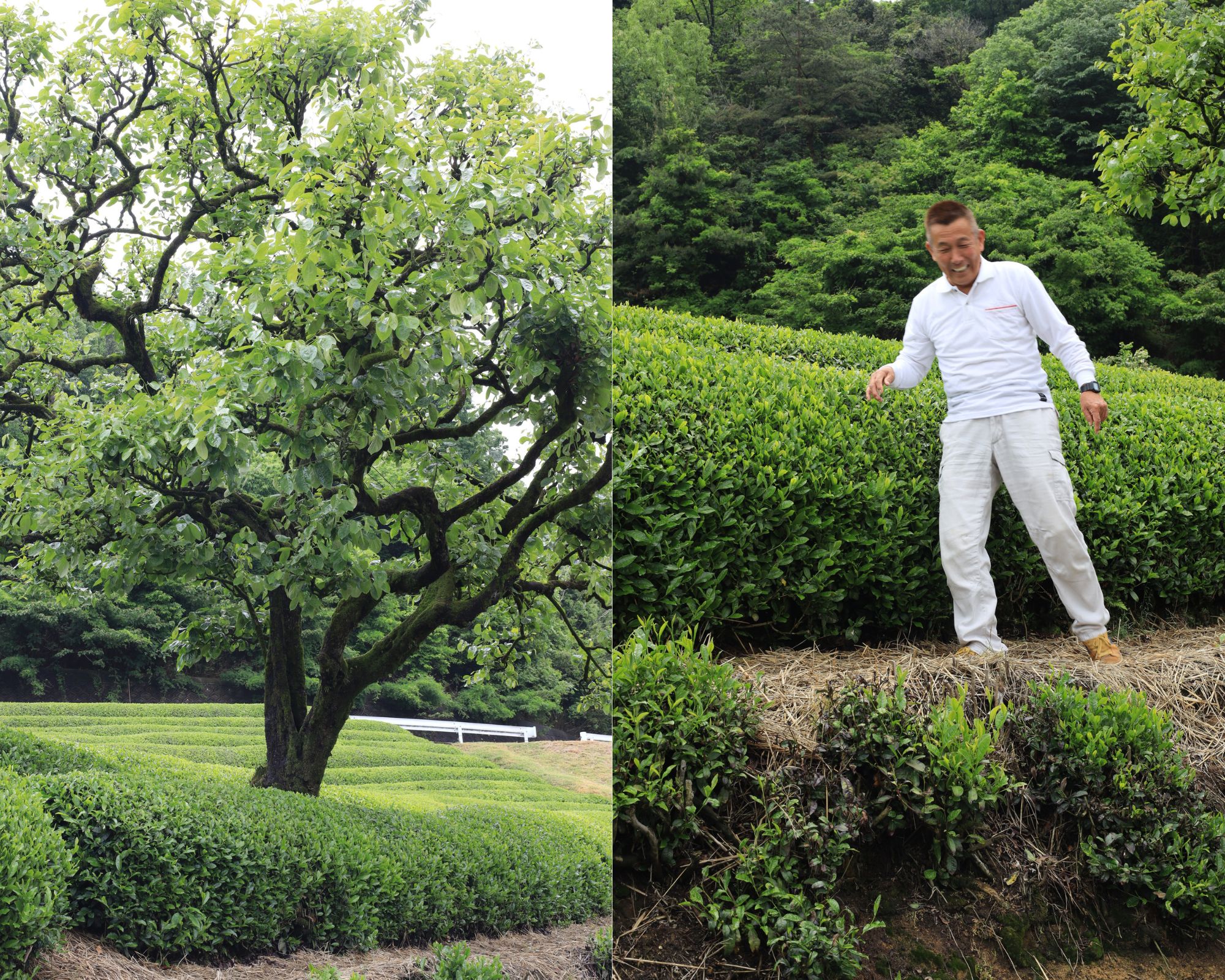 sencha production in uji