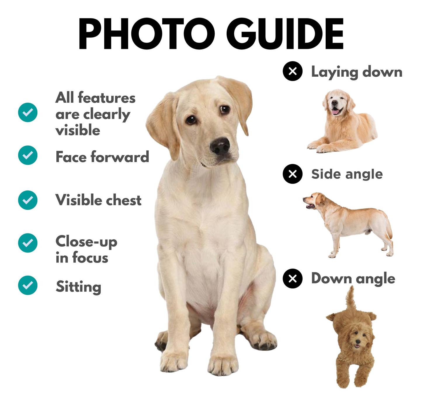 Custom Printing Vintage Hip Hop Vintage Pet Sweatshirt