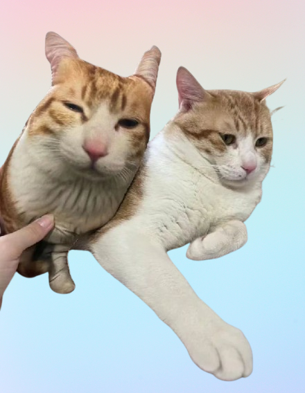 Ugly Cat & Dog Pillow – Custom Funny Pet Photo Pillow for Pet Owners