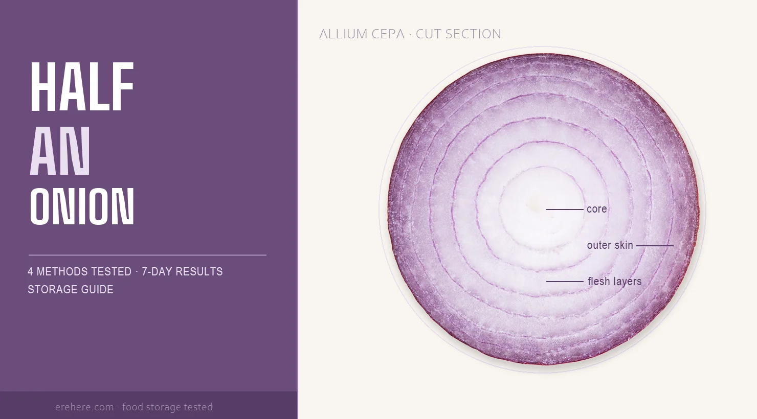 half onion stored cut side down in airtight container in fridge