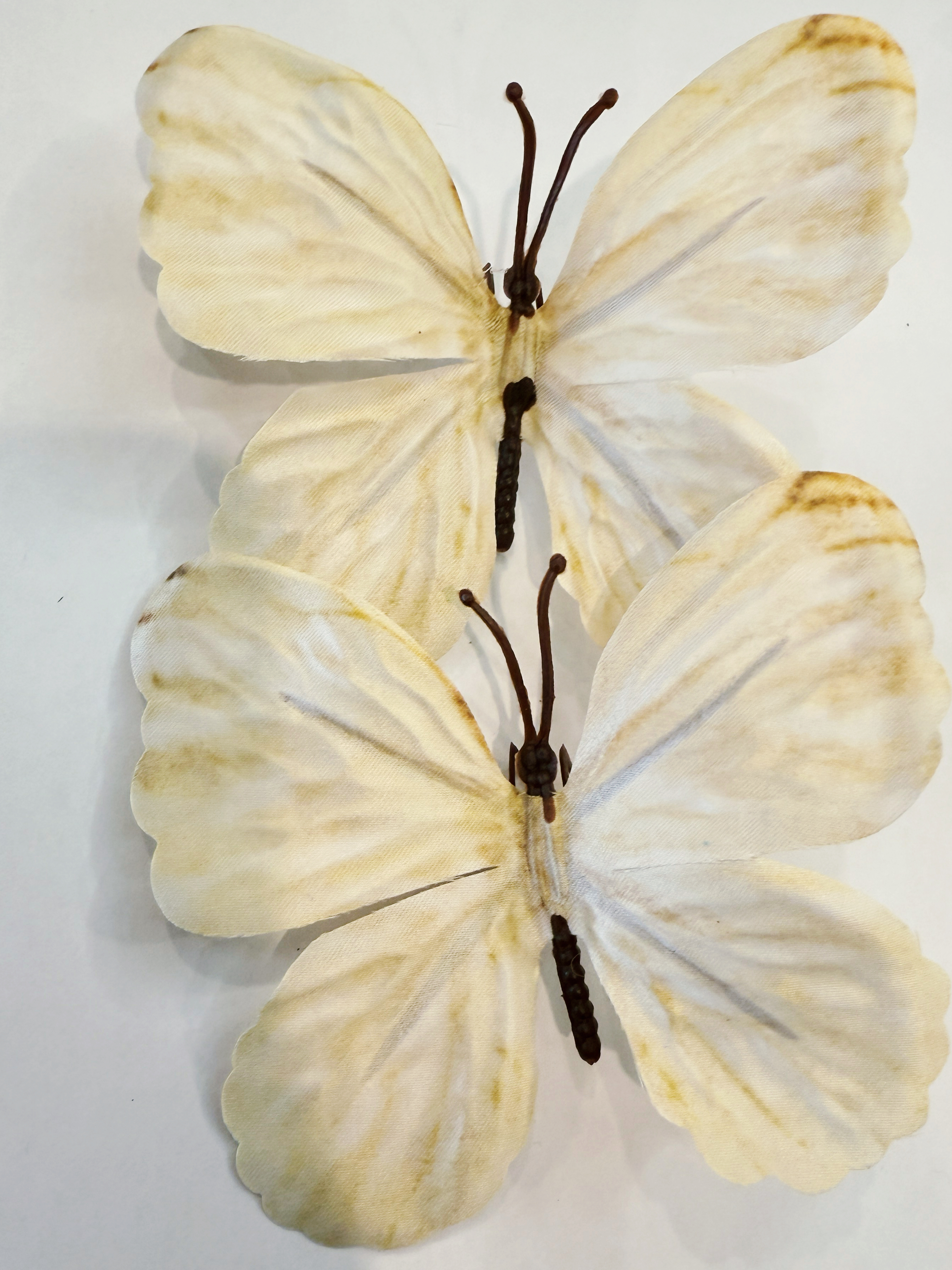 All Products – Daisy and ！