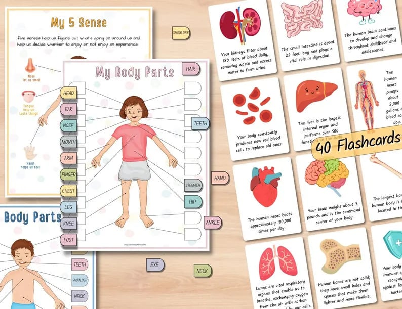 🔥Last Day 49% OFF- Human Anatomy Busy BookBUY 2 FREE SHIPPING