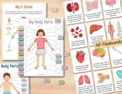 🔥Last Day 49% OFF- Human Anatomy Busy BookBUY 2 FREE SHIPPING