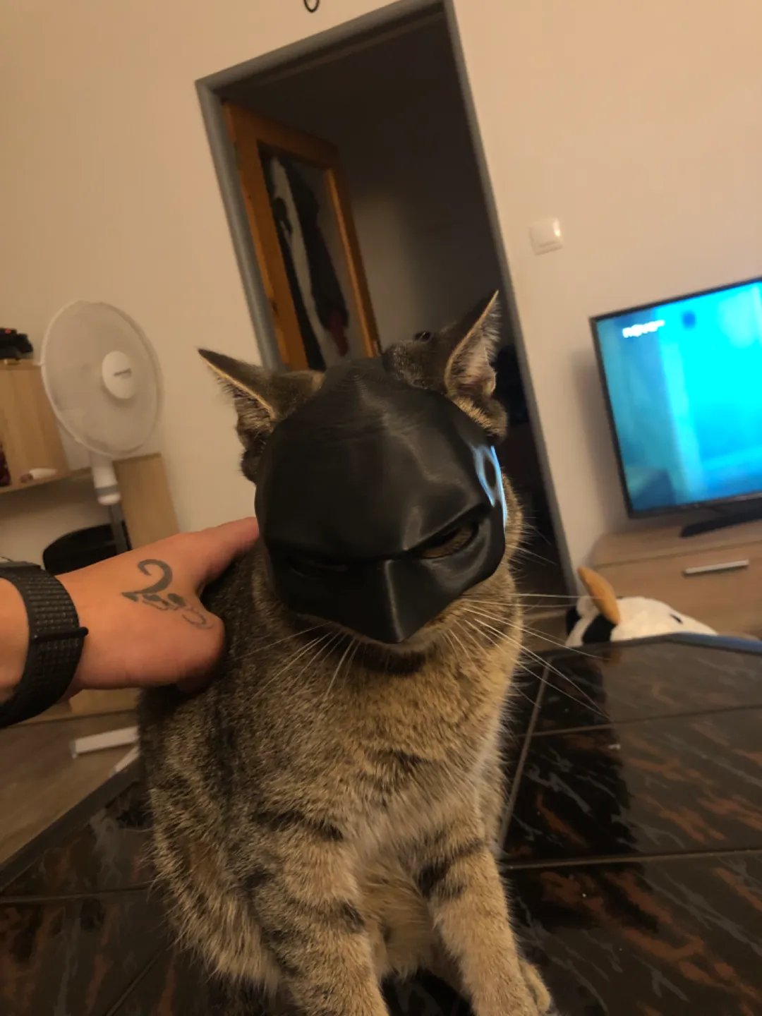 🦇3D Printed Bat Cat Mask