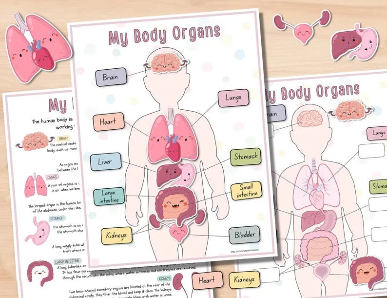 🔥Last Day 49% OFF- Human Anatomy Busy BookBUY 2 FREE SHIPPING