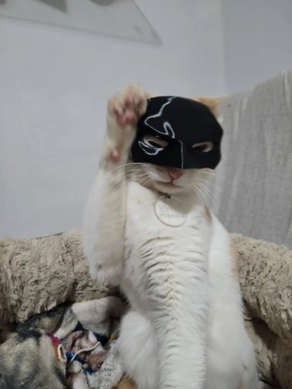 🦇3D Printed Bat Cat Mask