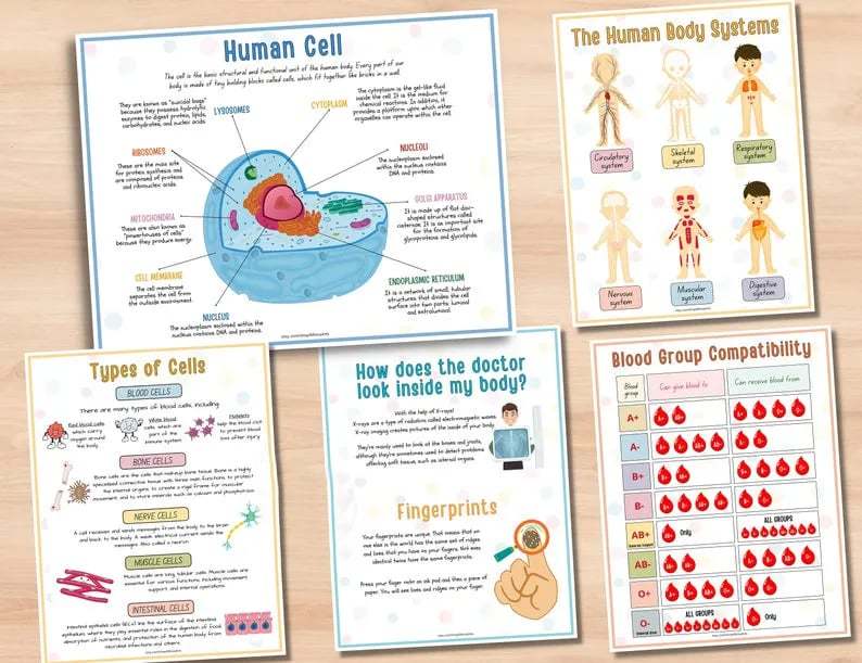 🔥Last Day 49% OFF- Human Anatomy Busy BookBUY 2 FREE SHIPPING