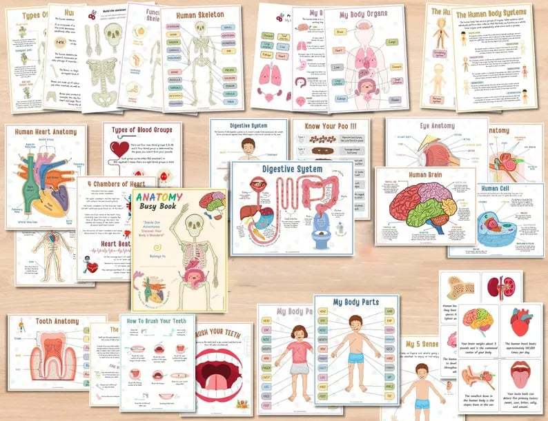 🔥Last Day 49% OFF- Human Anatomy Busy BookBUY 2 FREE SHIPPING